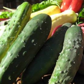 Cucumber Beetles vs. Erin Image